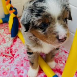 Blue - Blue merle male Miniature Australian Shepherd puppy in Norco, California from Joyfulpuppies