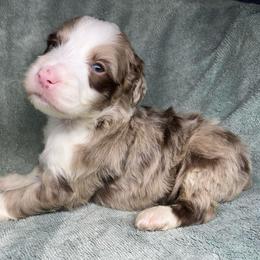 Boy 3 - Red merle male Aussiedoodle puppy in Alabama from SBA Aussies