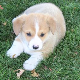 Acorn - Sable male Pembroke Welsh Corgi puppy in Greentop, Missouri from Sevits Corgis & Golden Retrievers