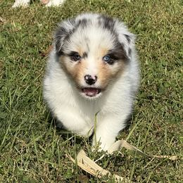 Fuji - Blue merle male Australian Shepherd puppy in Glencoe, Minnesota from Cattail Ridge Australian Shepherds