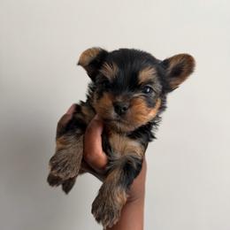 Jax. - Black and tan male Yorkshire Terrier puppy in Winston Salem, North Carolina from Pawfectly Tailored Yorkie's