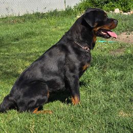 Eines - Rottweiler