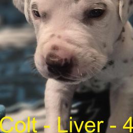 Colt - White and liver brown Dalmatian puppy in Sylvania, Georgia from Dipping Dot Dalmatians