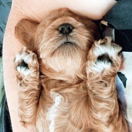 Cavachon, Cavalier King Charles Spaniel, and Cavapoo Puppies from Comfort Cavs