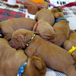 Vizsla Puppies from Krichen Vizslas