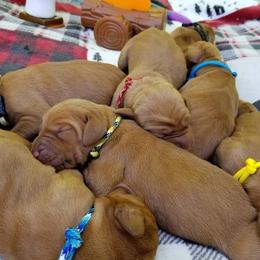 Vizsla Puppies from Krichen Vizslas