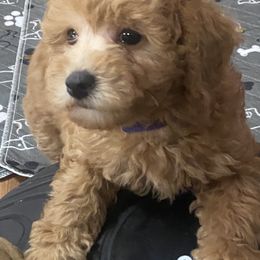 Maltipoo Puppies from Third Coast Maltipoos