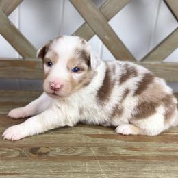 Girl 1 - Red merle female Australian Shepherd puppy in Volant, Pennsylvania from Addie's Aussies