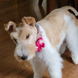 Wire Fox Terriers from Johnson Wire Fox Terriers
