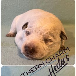 Copper - Red mottled male Australian Cattle Dog puppy in Floyd, Virginia from Southern Charm Heelers
