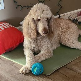 Poodles from Tomorrow's Success