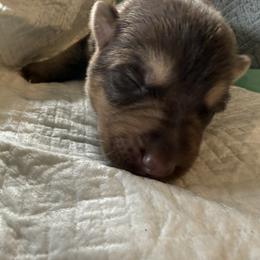 Boy 2 blk collar - Liver male German Shepherd puppy in Newsoms, Virginia from A Tier Above Shepherds
