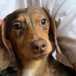 Mason - Dachshund