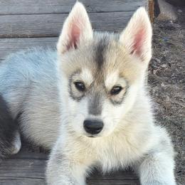 Weezer - Gray and white male Siberian Husky puppy in Le Sueur, Minnesota from Tevana Siberians LLC