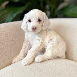 Sage - Brown and white female Cockapoo puppy in Morehead, Kentucky from Critter Springs Farm