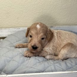 Double Doodle, Goldendoodle, Labradoodle, and Poodle Puppies from Amore Doodles & Poodles