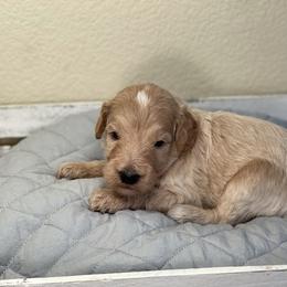 Double Doodle, Goldendoodle, Labradoodle, and Poodle Puppies from Amore Doodles & Poodles