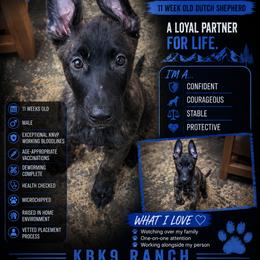 Dutch Shepherd Puppies from KBK9 Ranch