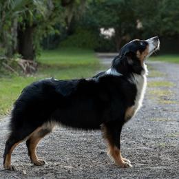 Australian Shepherds from U Cross Australian Shepherds