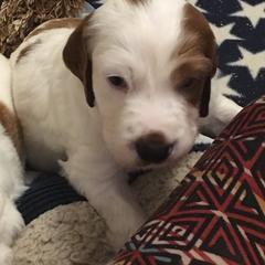 Irish Red and White Setter Puppies from Waidman IRWS