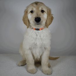 Noodles - Cream Goldendoodle puppy in Millington, Tennessee from POP Goldendoodles