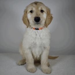 Noodles - Cream Goldendoodle puppy in Millington, Tennessee from POP Goldendoodles