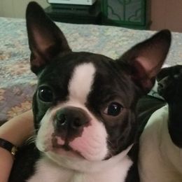 Bizzy - Boston Terrier