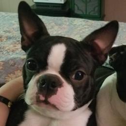 Bizzy - Boston Terrier