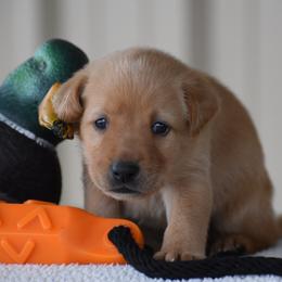 Purple Collar - Yellow female Labrador Retriever puppy in Gober, Texas from Trigger Time Kennels