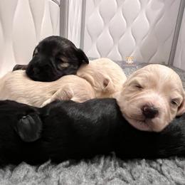 Sawyer - Wheaten male Miniature Schnauzer puppy in Macks Creek, Missouri from Fluffy Buttz