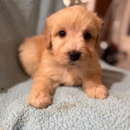 Nigel - Cream male Aussiedoodle puppy in Lowville, New York from Adirondack Labradoodles