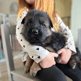 Hallie - Black and red female German Shepherd puppy in Fielding, Utah from Legacy Shepherds