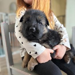 Hallie - Black and red female German Shepherd puppy in Fielding, Utah from Legacy Shepherds