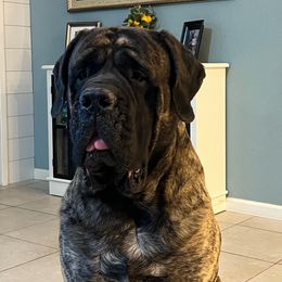 Smokey - Mastiff