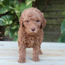 Sienna (Light Blue) - Cream female Goldendoodle puppy in Palmetto Bay, Florida from SOMIDOODLES