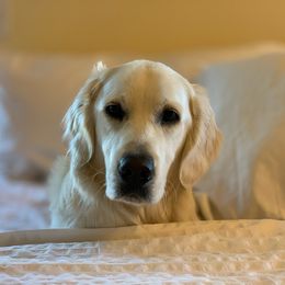 Golden Retriever All Grown Up from Brownfield’s English Cream Golden Retrievers