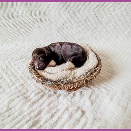 Ruby - Brown female Bernedoodle puppy in Lake City, Florida from 224 Doodles and Poodles