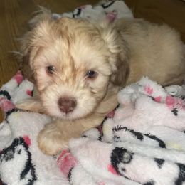 French Bulldog, Mal-Shi, Maltipoo, and Shih Tzu Puppies from NC Stellar Puppies