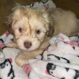 French Bulldog, Mal-Shi, Maltipoo, and Shih Tzu Puppies from NC Stellar Puppies