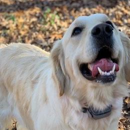 Golden Retrievers from Southern Nevada Goldens