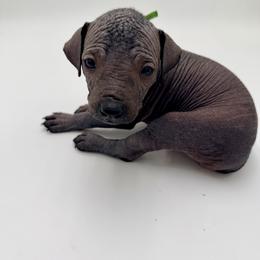 Sage - Black female Xoloitzcuintli puppy in West Jordan, Utah from Majestic Nakids
