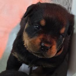 Miss Purple Collar - Black and mahogany female Rottweiler puppy in Clarksburg, West Virginia from Vom Peiffley Rottweilers, LLC