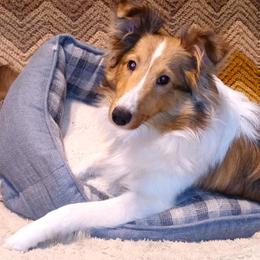 Diamond - Shetland Sheepdog