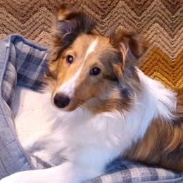 Diamond - Shetland Sheepdog