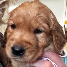 Miss Pink - Dark golden female Golden Retriever puppy in Stratton, Colorado from Anam Cara Retrievers
