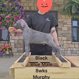 Boy 6 - Silver gray male Weimaraner puppy in Indiana from So-IN Weimaraner's