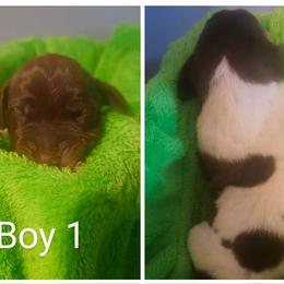 German Shorthaired Pointer Puppies from Jenny Ridge Kennels