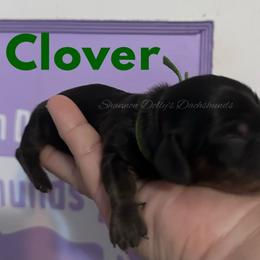 Clover - Black and cream male Dachshund puppy in Monitor, Washington from Shannon Dolly’s Dachshunds