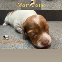 Mary Jane - Piebald female Dachshund puppy in Forest Hill, Texas from Ruff n’ Tumble