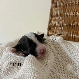 Finn - Black and white male Bernedoodle puppy in Fallon, Nevada from Wild Roots Doodles